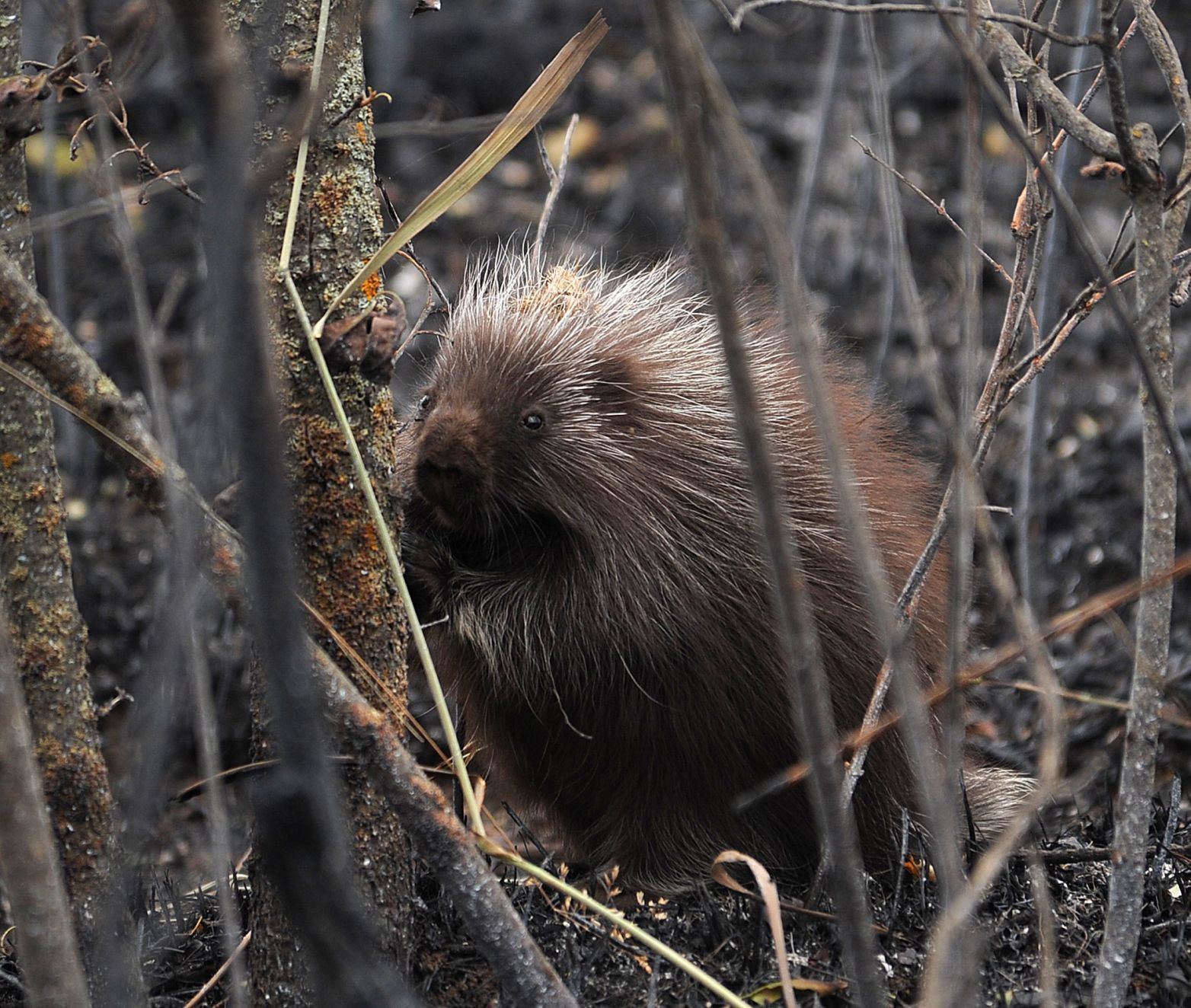 North American porcupine (Erethizon dorsatum)
